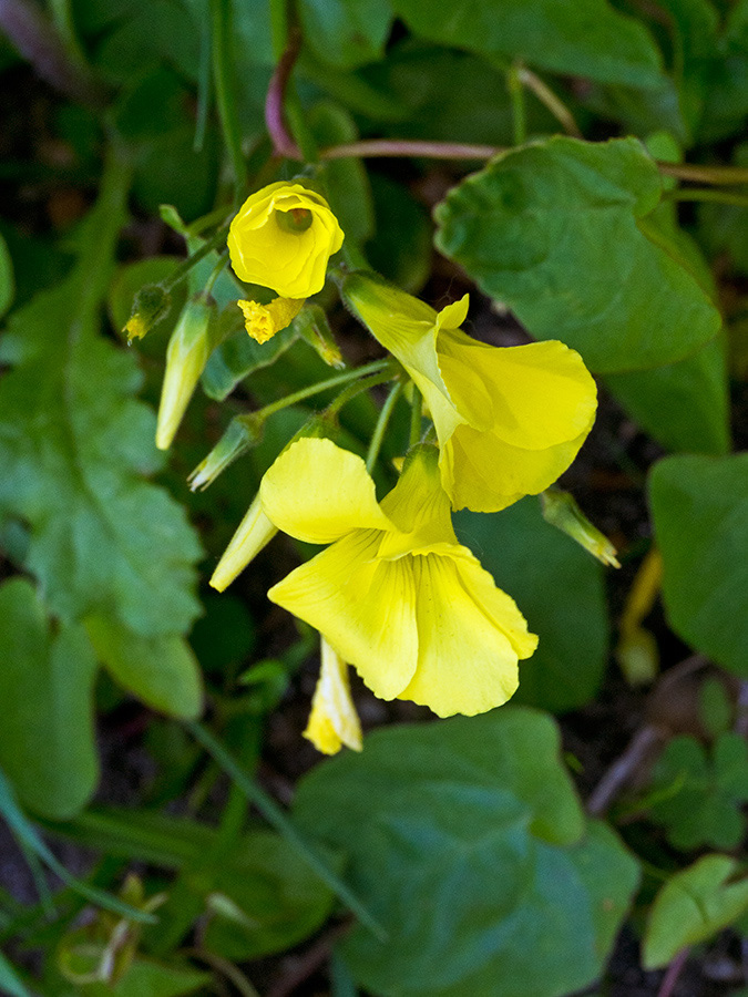 Oxalis_pes-caprae_LP0729_01_Scilly