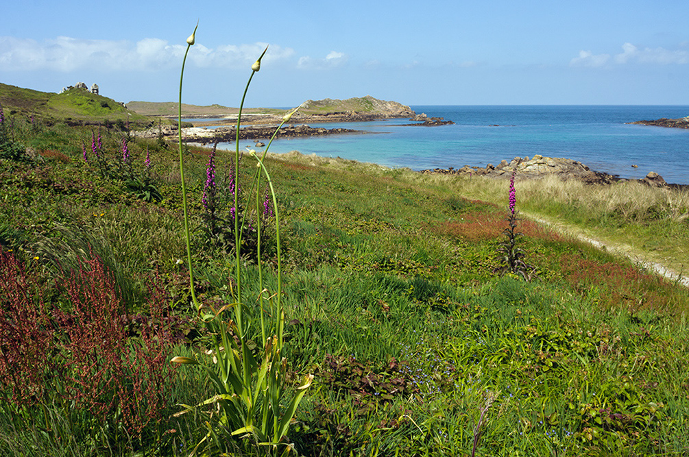 Allium_ampeloprasum_LP0728_14_Scilly
