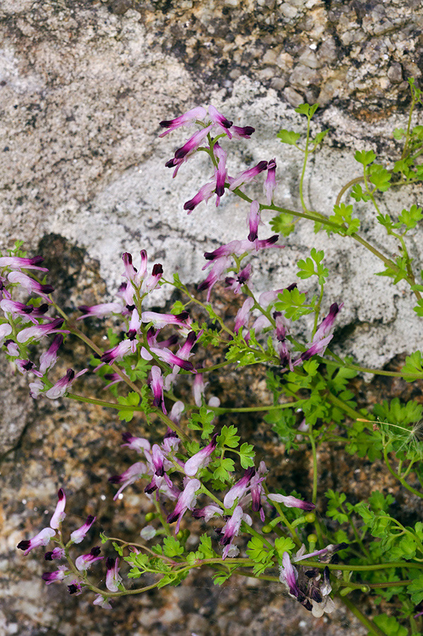 Fumaria_muralis_LP0729_86_Scilly