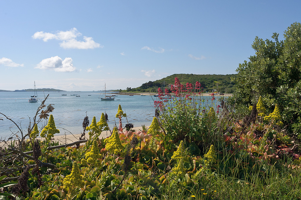 Aeonium_cuneatum_LP0730_40_Scilly