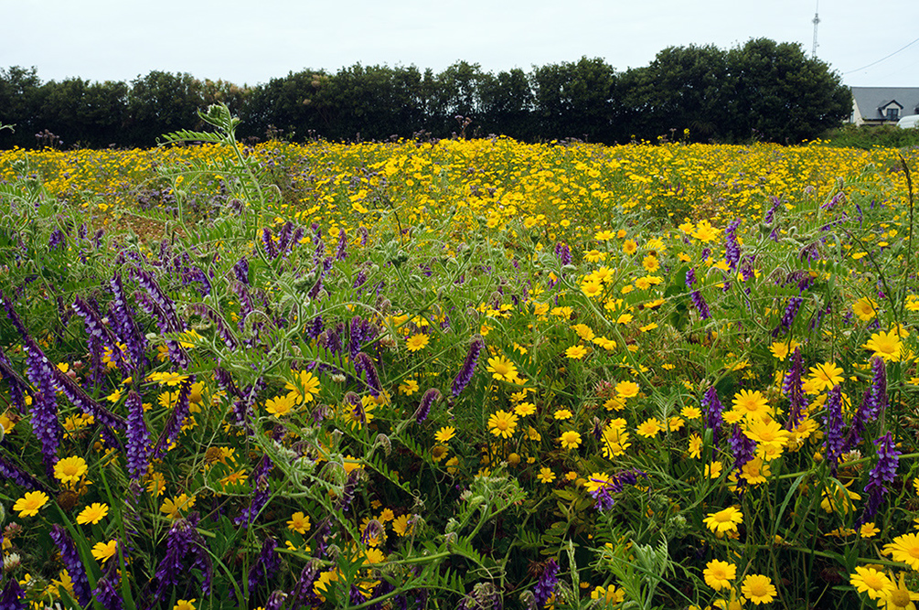 Glebionis_segetum_LP0731_83_Scilly