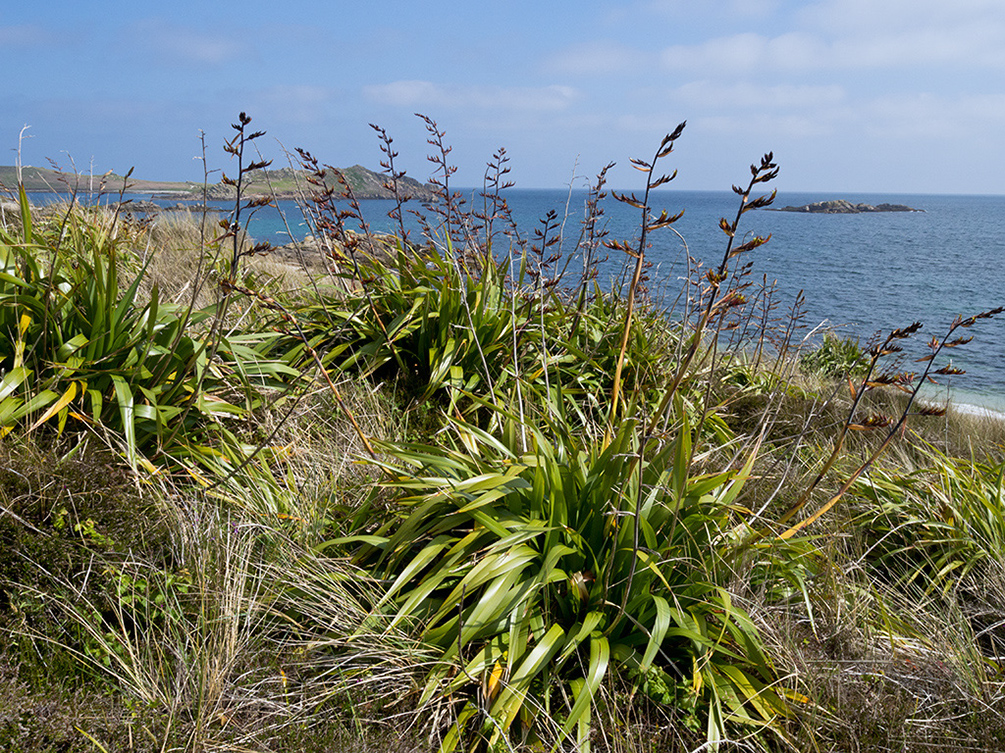 Phormium_cookianum_LP0728_45_Scilly