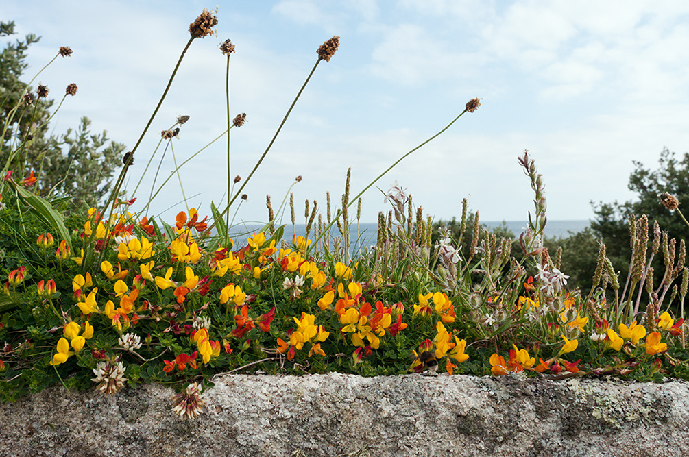 Lotus_corniculatus_LP0730_11_Scilly
