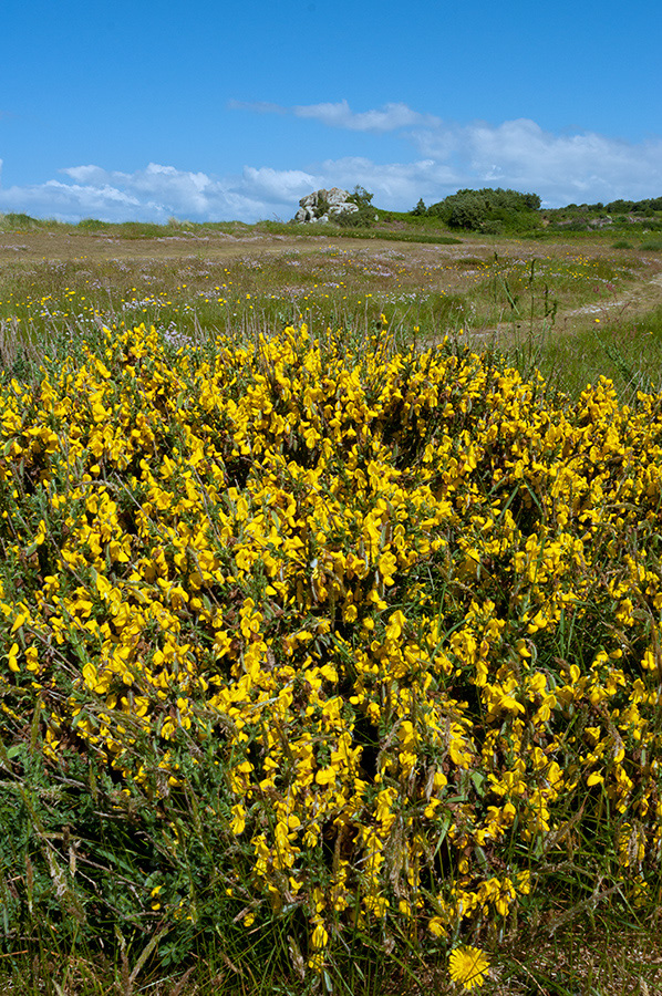 Cytisus_scoparius_LP0730_50_Scilly
