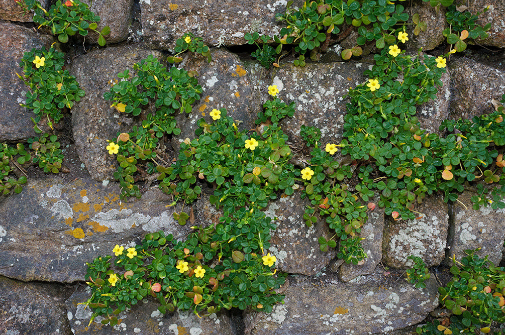 Oxalis_megalorrhiza_LP0731_47_Scilly