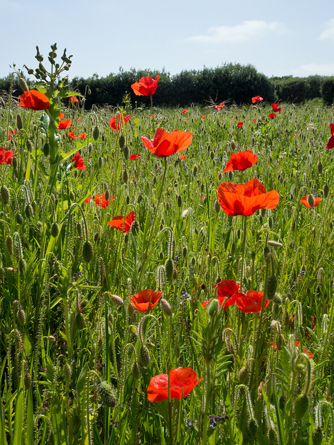 Papaver_rhoeas_LP0728_66_Scilly