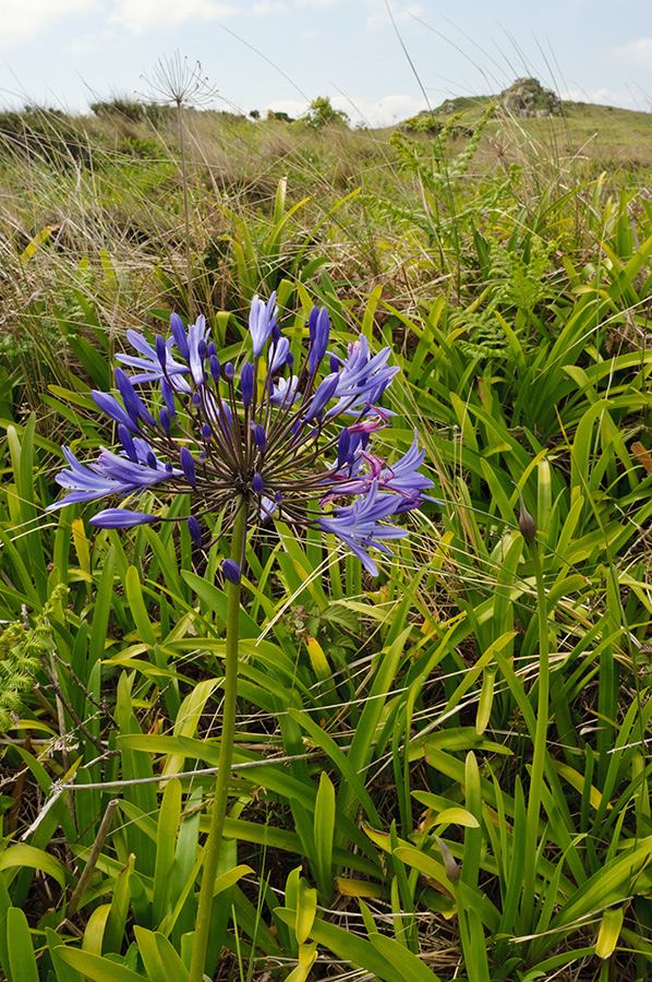 Agapanthus_praecox_LP0731_18_Scilly