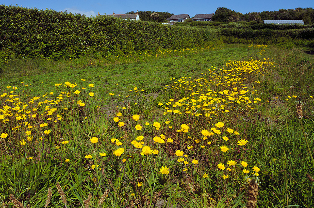 Glebionis_segetum_LP0730_48_Scilly