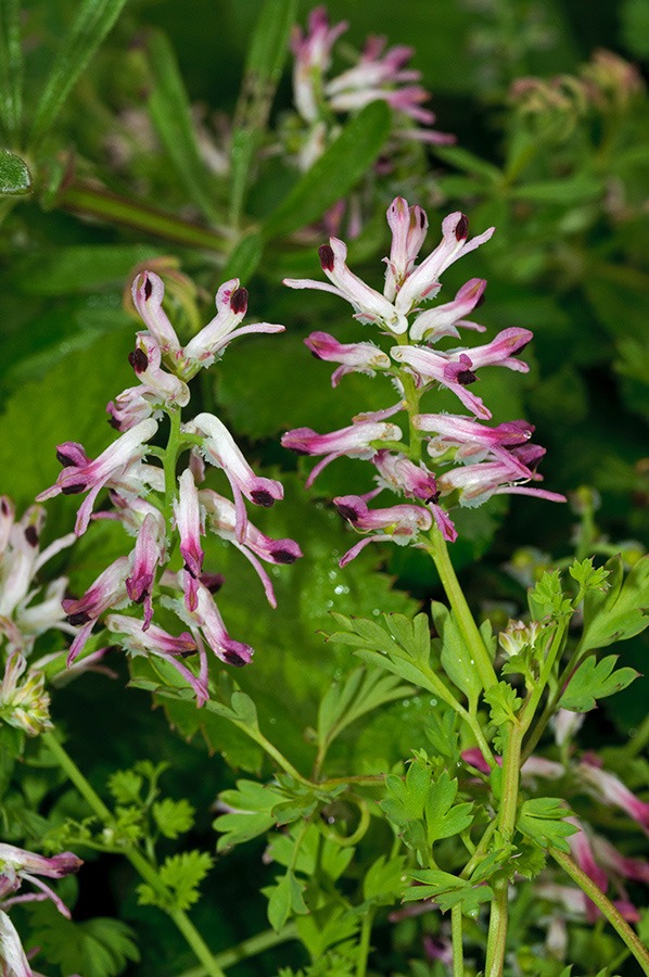 Fumaria_occidentalis_LP0732_21_Scilly