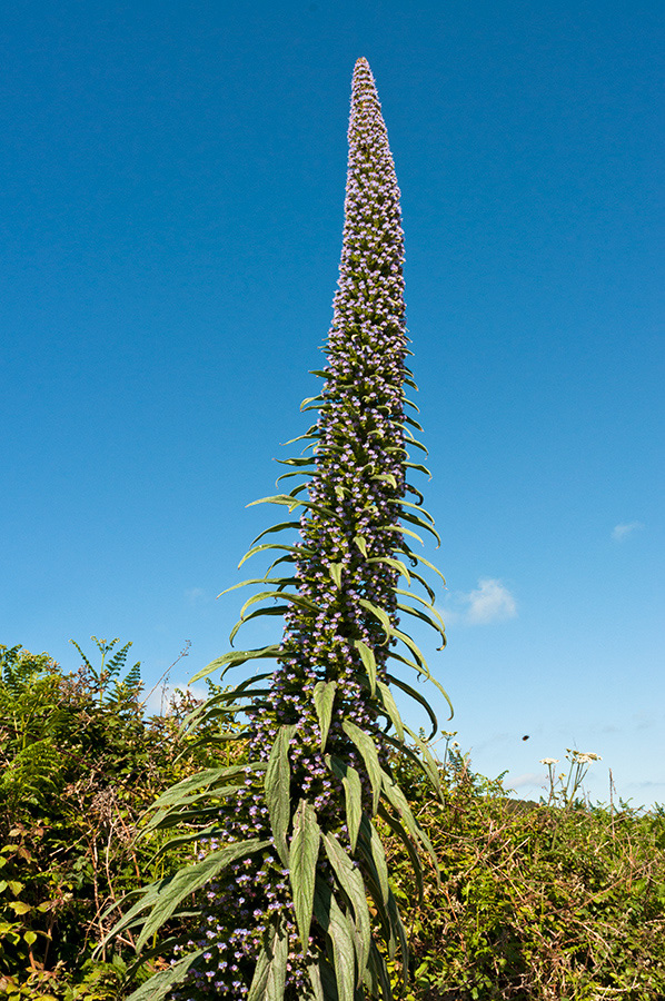Echium_pininana_LP0730_67_Scilly