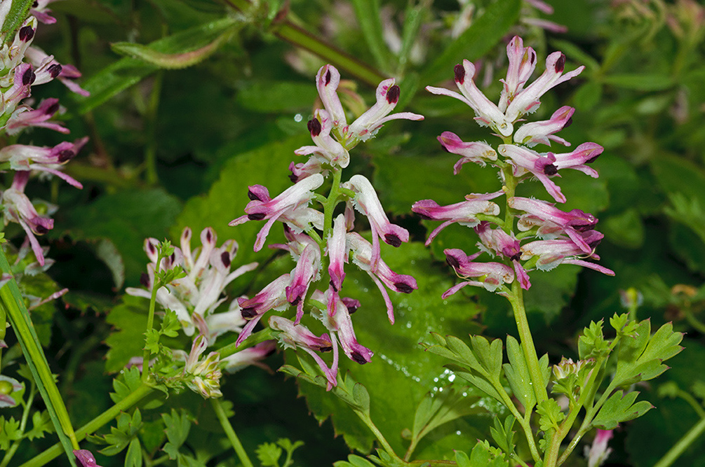 Fumaria_occidentalis_LP0732_19_Scilly