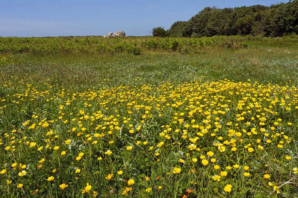 Ranunculus_repens_LP0730_81_Scilly