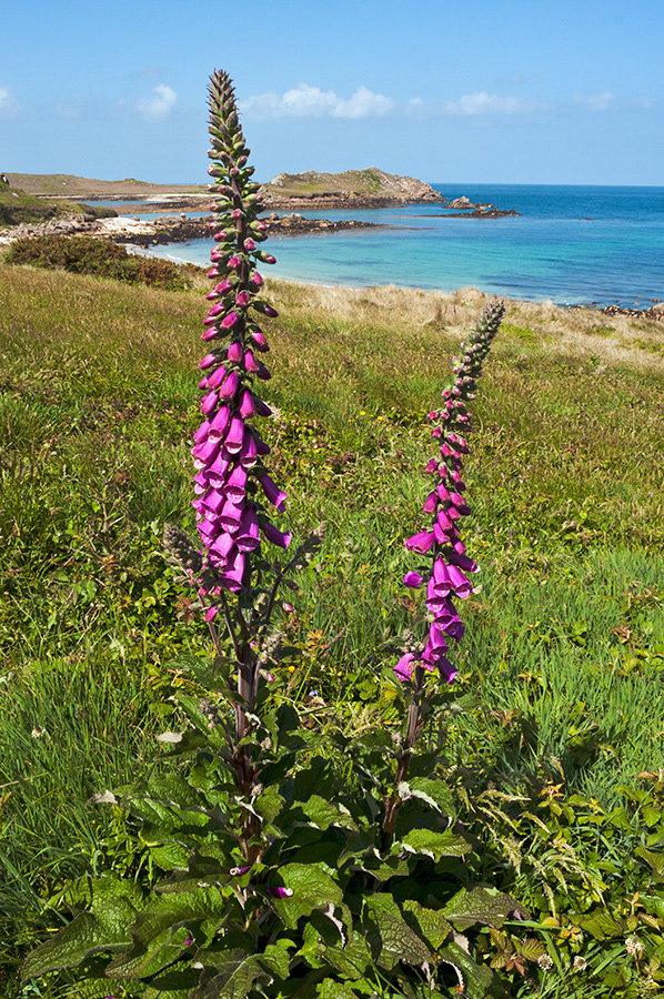 Digitalis_purpurea_LP0728_22_Scilly