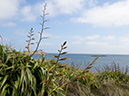 Phormium_cookianum_LP0728_42_Scilly