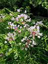Allium_roseum_LP0729_17_Scilly