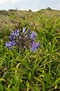 Agapanthus_praecox_LP0731_18_Scilly