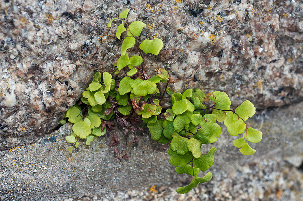 Adiantum_capillus-veneris_LP0732_40_Scilly