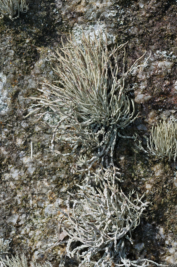 Roccella_phycopsis_LP0732_48_Scilly