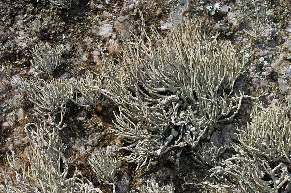 Roccella_phycopsis_LP0732_53_Scilly