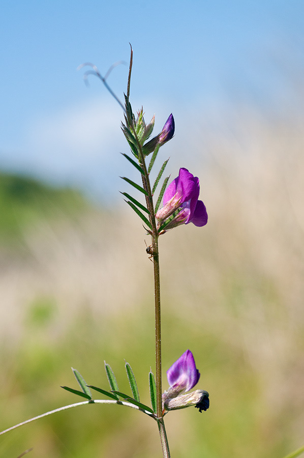 Vicia_sativa_LP0728_27_Scilly