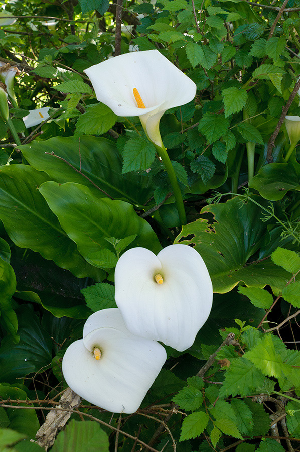 Zantedeschia_aethiopica_LP0729_23_Scilly
