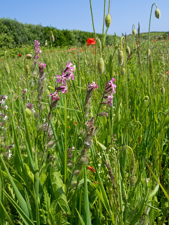 Silene_gallica_LP0728_61_Scilly