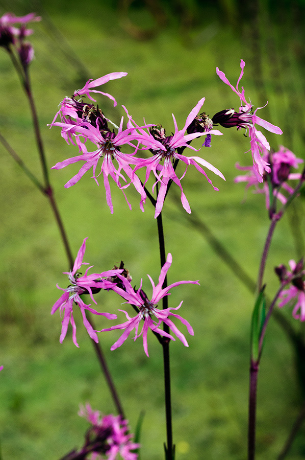 Silene_flos-cuculi_LP0731_78_Scilly