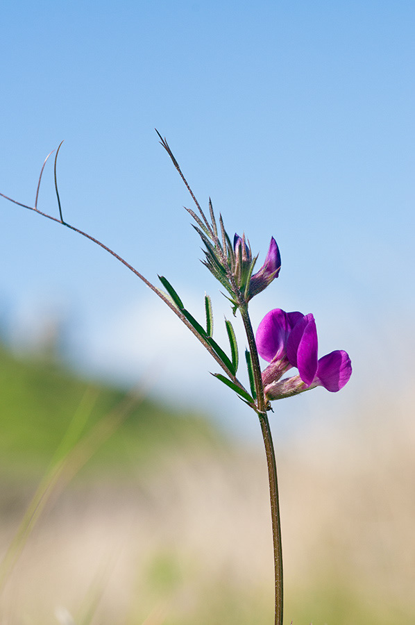 Vicia_sativa_LP0728_31_Scilly
