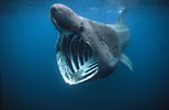 Basking shark, Cornwall