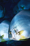 Spadefish (Batfish) 