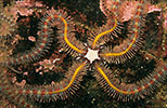 Common Brittle-star