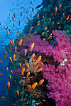 Red Sea coral reef with Anthias