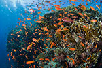 Coral reef with Anthias