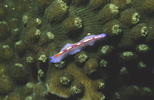 Flatworm on Coral