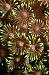 Flowerpot Coral
