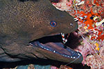 Giant Moray and cleaner