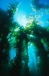 Kelp forest (USA)