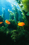 Garibaldis in kelp forest (USA)