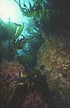 Kelp gulley