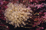 Light Bulb Tunicates