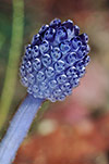 Lollypop Tunicate