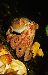 Curled Octopus