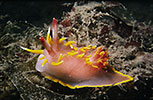 Nudibranch Okenia