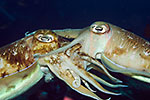 Pharaoh Cuttlefish mating
