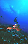 Papua New Guinea Coral Reef