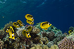 Red Sea Racoon Butterflyfish