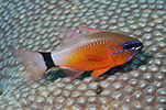 Ring-tailed Cardinalfish