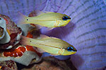 Seale's Cardinalfish