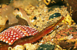 Snake Pipefish