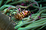 Snakelocks Anemone Shrimp